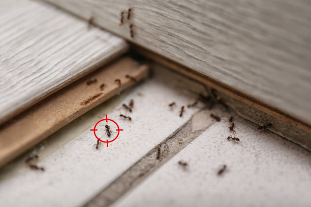 Best Rodent Control Near Me  in Rock Hall, MD