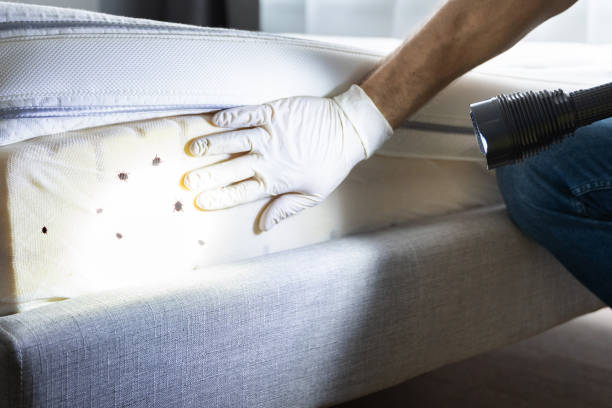 Best Pest Removal Services  in Rock Hall, MD