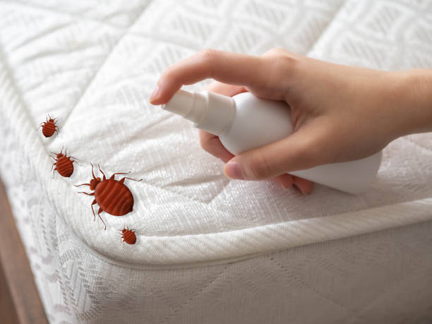 Best Wasp Removal Services  in Rock Hall, MD