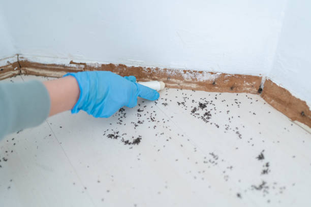 Best Mosquito Control Services  in Rock Hall, MD